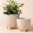 Tierney Ceramic Pot Planter