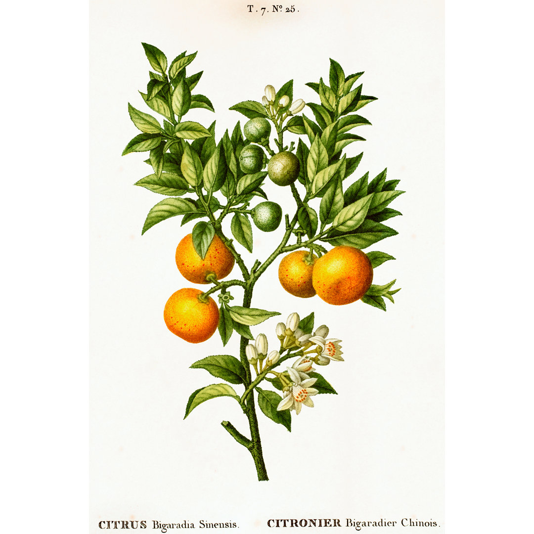 Bitter Orange Tree - Wrapped Canvas Print