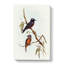White Eyebrowed Woodswallows by Elizabeth Gould - Wrapped Canvas Painting-55305206