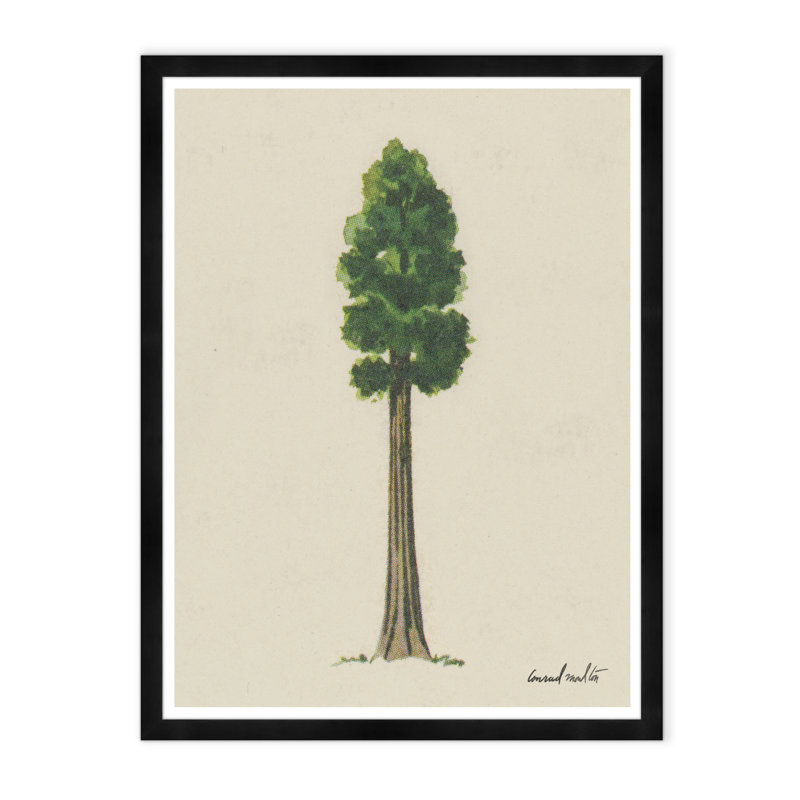 Evergreen I