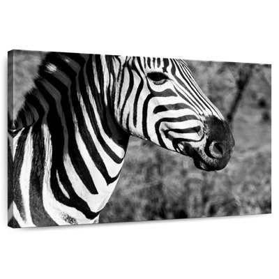 Awesome South Africa - Burchell's Zebra I