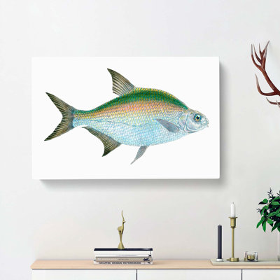 Bream Fish by Edward Donovan - Wrapped Canvas Painting Print