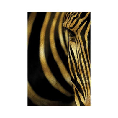 " Zebra " by Alexandre Venancio