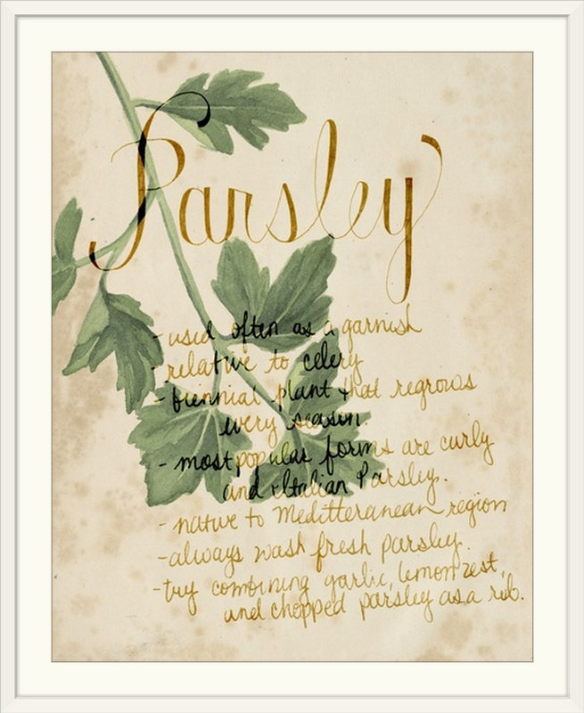 Herb Study " Herb Study V " by Grace Popp, White Frame, 23" H x 20" W x 1" D