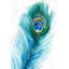 Long Peacock Feather - Romantic Animals Framed Print Decor