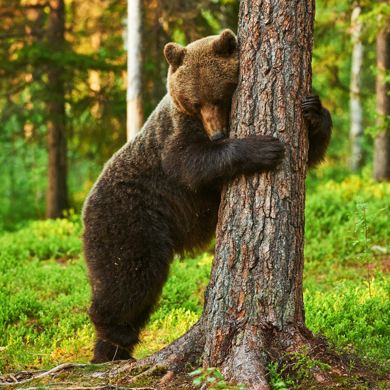 Ours brun - photographie sur toile tendue, H 12 po x l 12 po