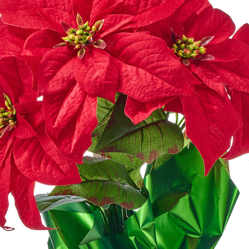 18 po poinsettia imperméable en pot 