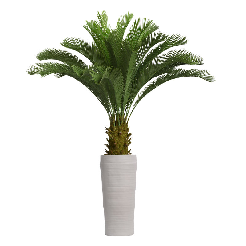Palmier Cycas de Panama en pot
