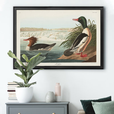 " Goosander Duck "