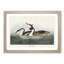 Crested Grebe by John James Audubon - Picture Frame Painting Print-55490523-55490520
