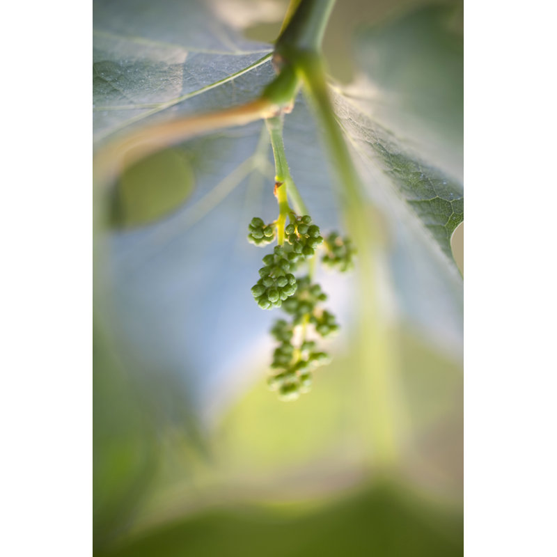 Bunch Of Grapes by Malerapaso - No Frame Print on Canvas, 122cm H x 81cm W