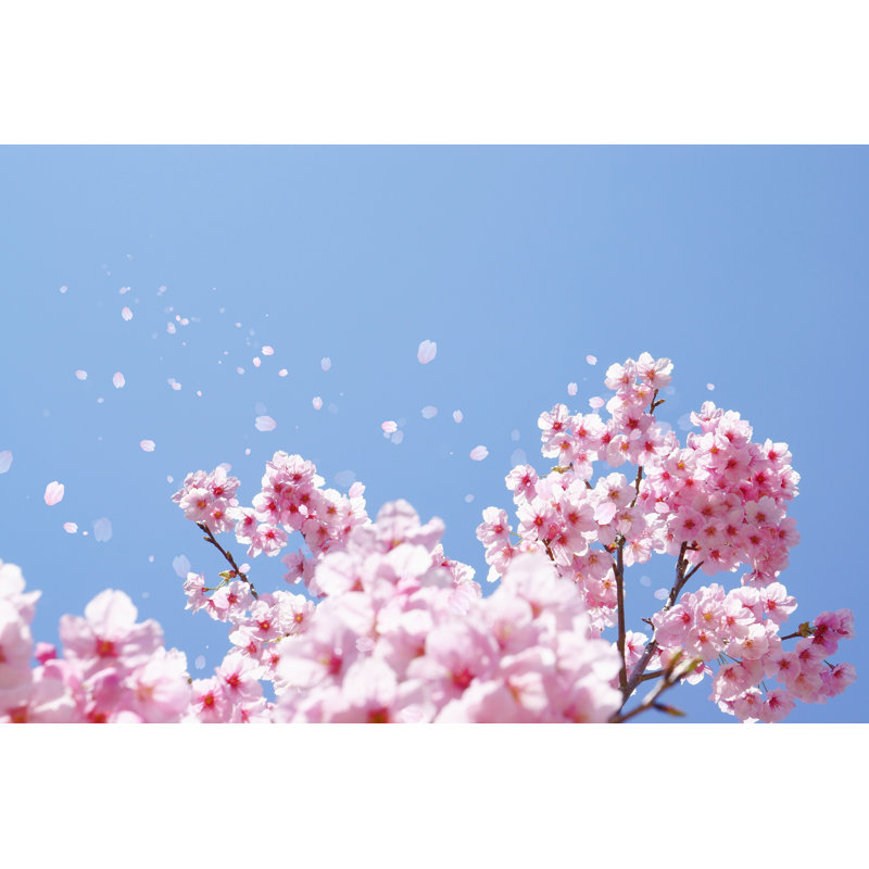 Cherry Blossoms by Azuki2021 - Wrapped Canvas Print, 30cm H x 46cm W