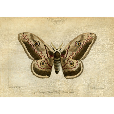 Crackled Canvas Moth II Print