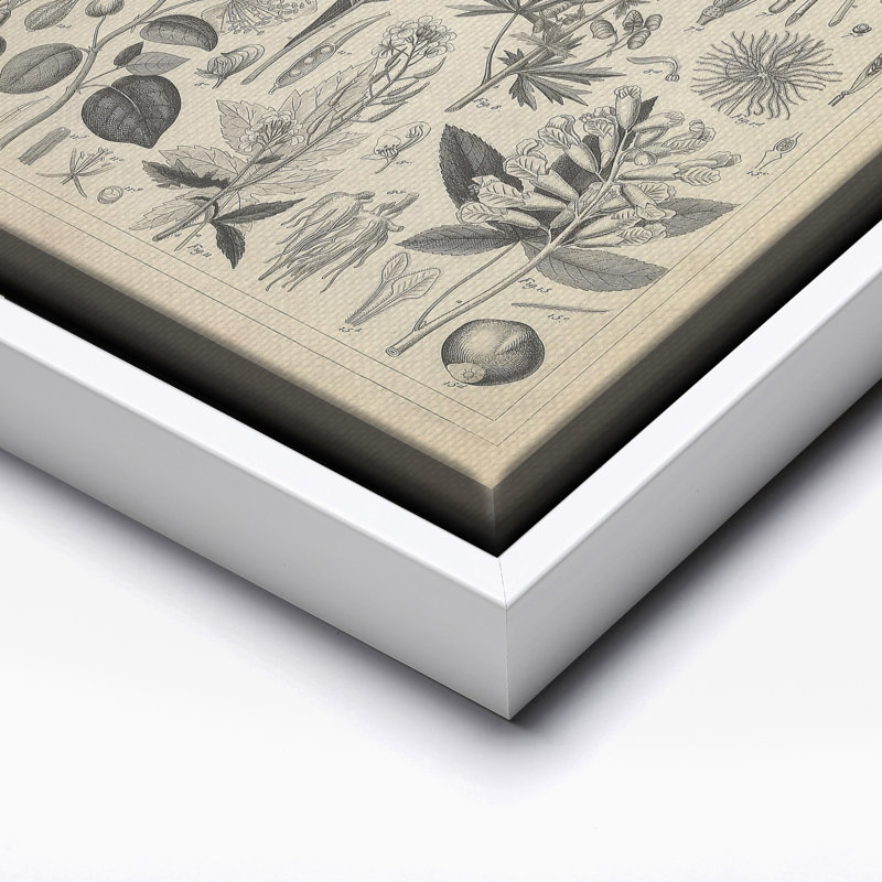 Plantes cultivées des renonculacées et autres familles, Canvas, White Framed, 16"H x 20"W
