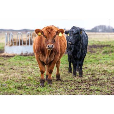 «Red Calf» par Aglphotoproductions - Photographie sur toile tendue