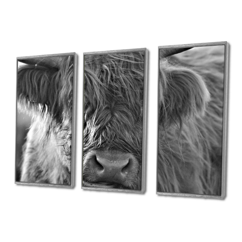 «Scottish Highland Cows Living On Moorland», 3 pièces sur toile, cadre flottant, H 32 po x l 48 po, Argent