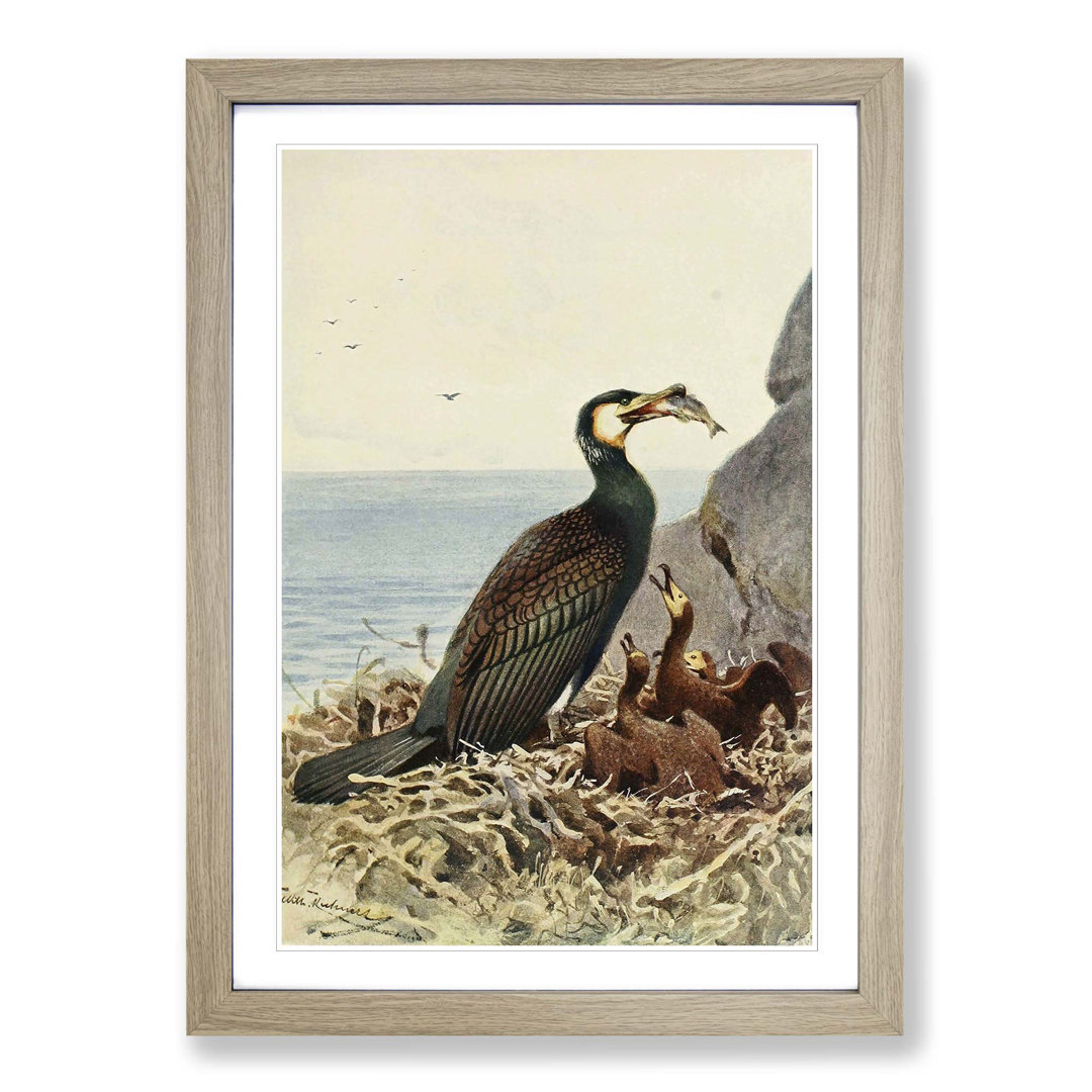 Vintage Cormorant by Wilhelm Kuhnert - Framed Print