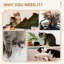 Arbre à chat à 3 niveaux, poteaux à griffer, coussins moelleux et zones de jeu. Sécuritaire pour les chatons légers, les cadeaux amusants et les espaces. Chats stables jusqu'à 9 lb, plaisir