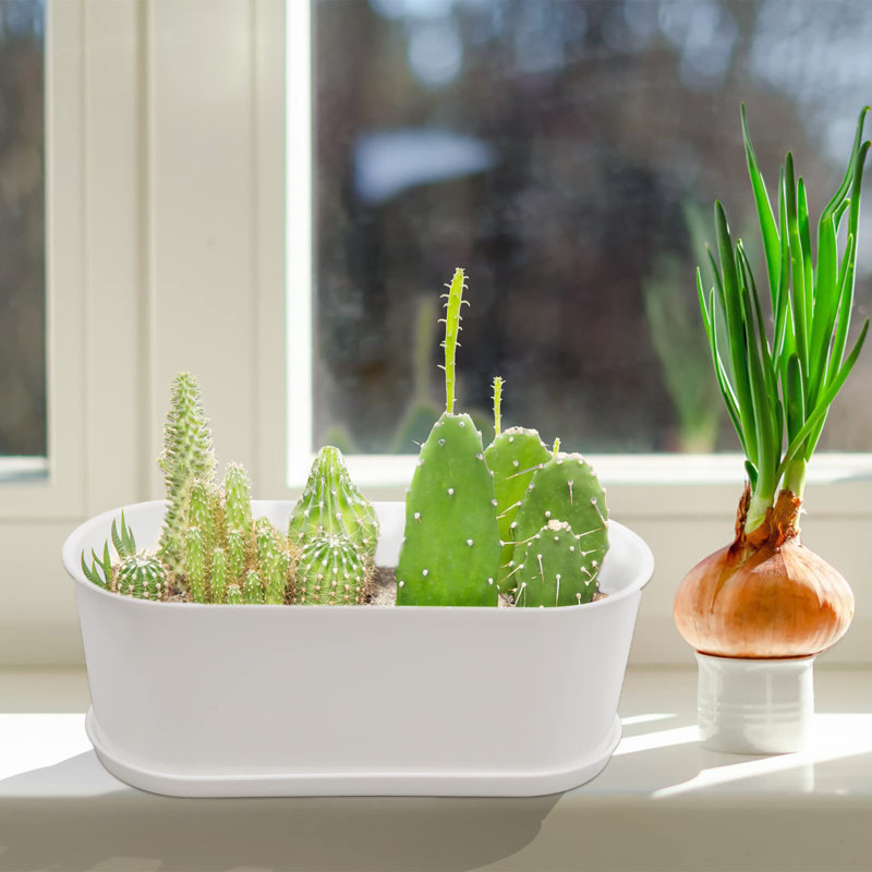 Trent Austin Design Window Planter Box Indoor 5 Sets | Wayfair.co.uk