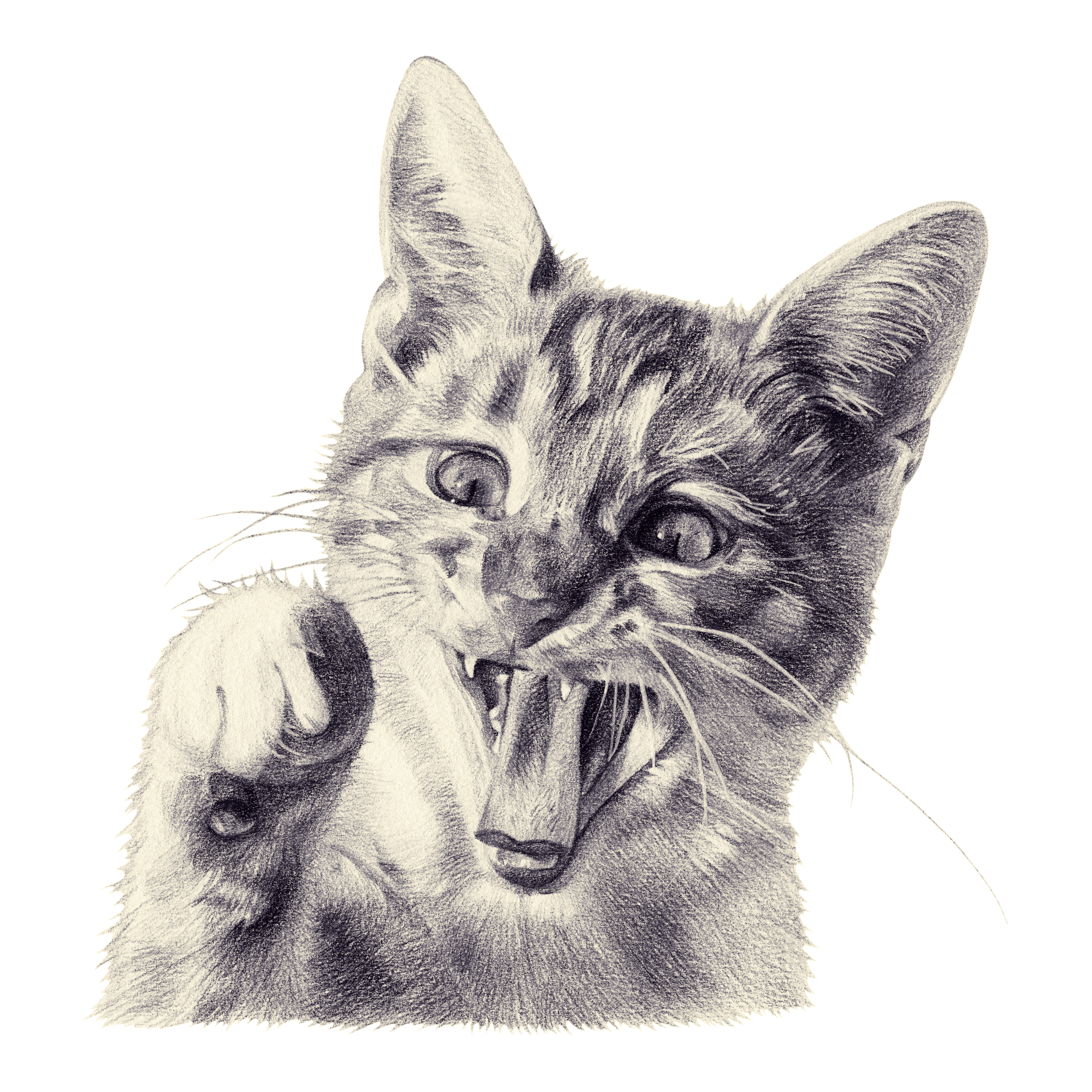 Angry cat line drawing art | Art Print