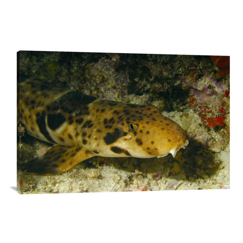 " Epaulette Shark Portrait Underwater ", 24" H x 36" W x 1.5" D