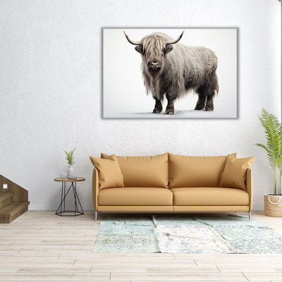 «Vache Highland sur fond blanc»