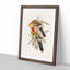 Splendid Parakeets by Elizabeth Gould - Picture Frame Painting Print-55619853-55619854