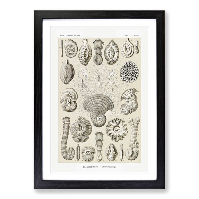 Study of Shells by Ernst Haeckel - Picture Frame Graphic Art, Black Framed, 48cm H x 36cm W x 2cm D