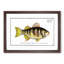 Plumier's Umber Fish by M.E. Bloch - Picture Frame Painting Print-55601677-55601679