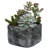 10 " H Faux Succulent in Cement Pot