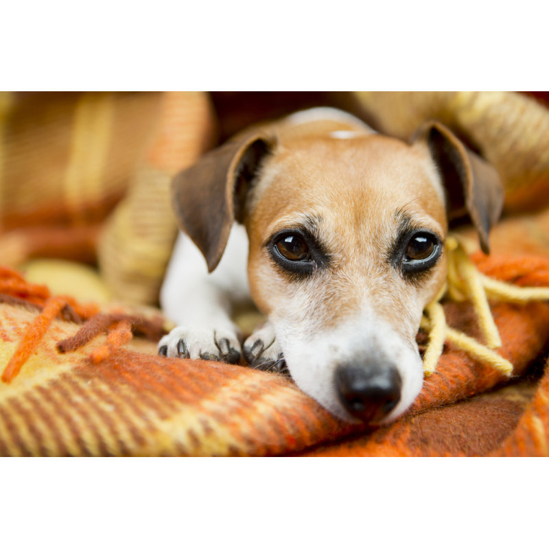Dog Jack Russell Terrier by Fly_dragonfly - Wrapped Canvas Print, 30cm H x 46cm W
