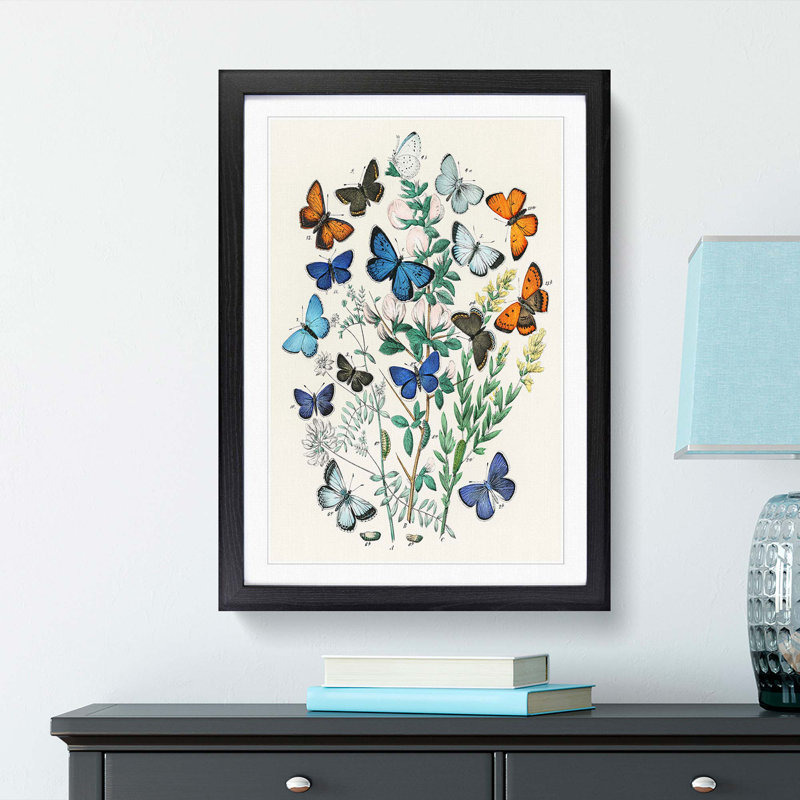 Butterflies & Moths by W.F. Kirby - Picture Frame Art Print, 36cm H x 27cm W x 2cm D, Black Framed