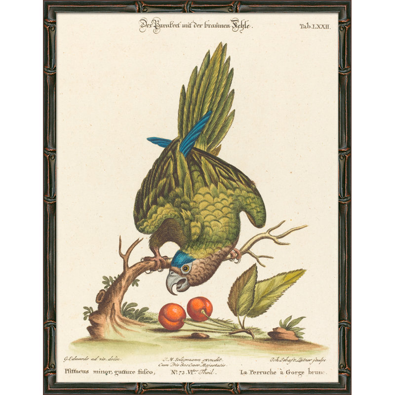 Green Parrots Giclee Print by Soicher Marin Archives