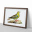 Madagascar Pigeon by George Shaw - Framed Print-55617723-55617726