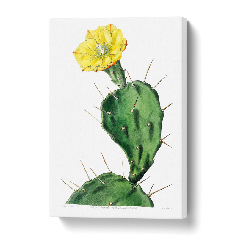 Flowering Prickly Pear Cactus - Wrapped Canvas, 60 cm H x 40 cm W