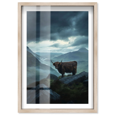 «Scottish Cow Shadowbox» par Notoriart