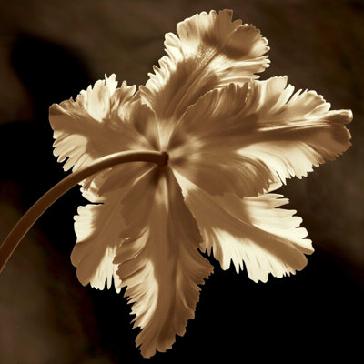 " Parrot Tulip II " by Caroline Kelly