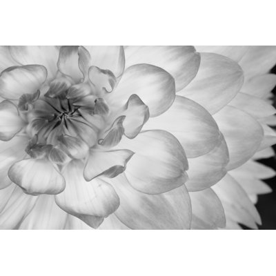Dahlia by Brittany Olson - Wrapped Canvas Print