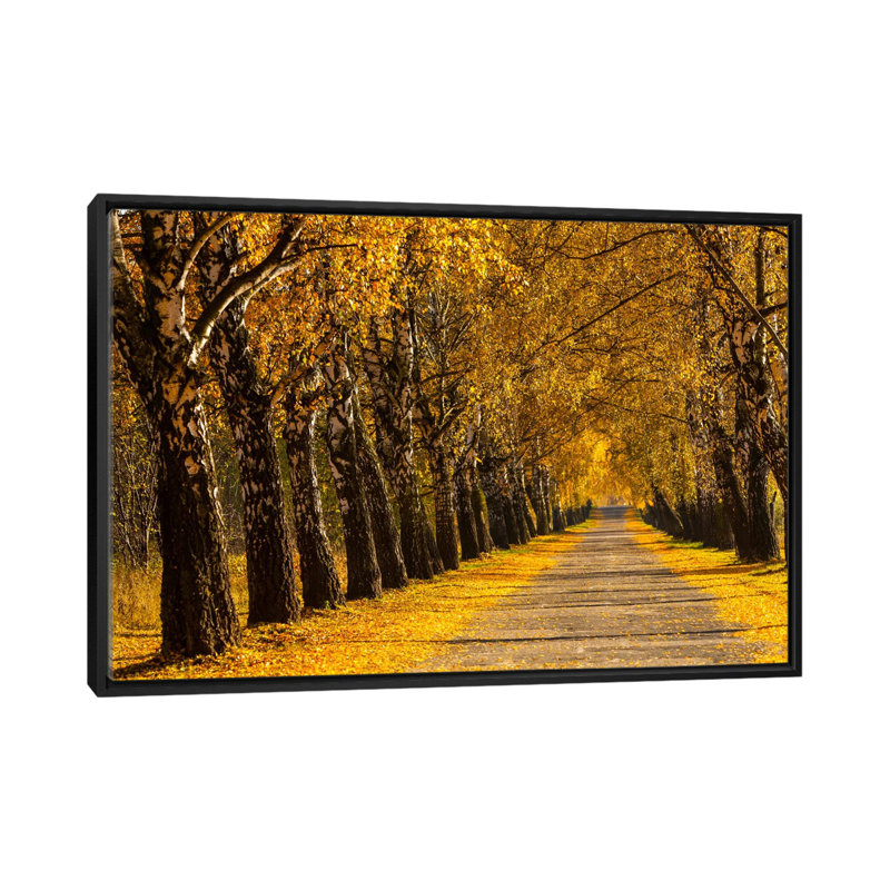 « pologne, bouleau alley » par mikolaj gospodarek, impression sur toile tendue, H 18 po x l 26 po x P 1,5 po, Pas de tapis