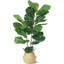 99cm Plant
