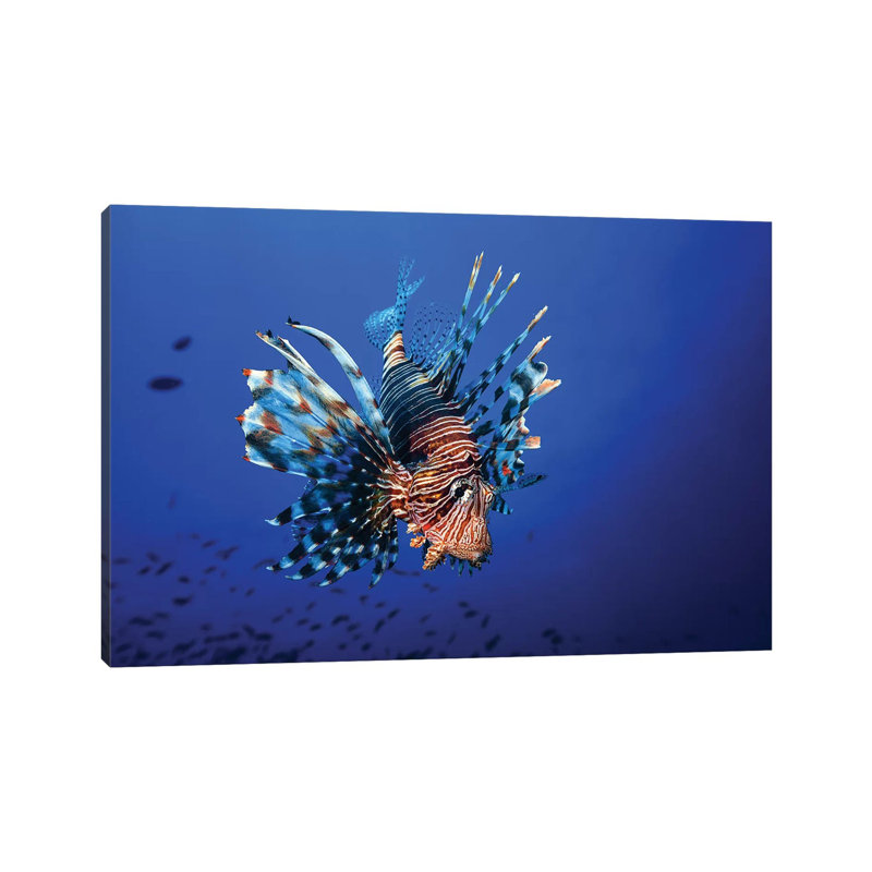Lionfish by Barathieu Gabriel - Wrapped Canvas Photograph