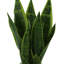 Fausse plante serpent 23 po Crestwood