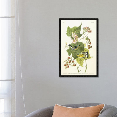 Black And Yellow Warbler And Flowering Raspberry, C.1826-1838 by John Audubon - Print on Canvas