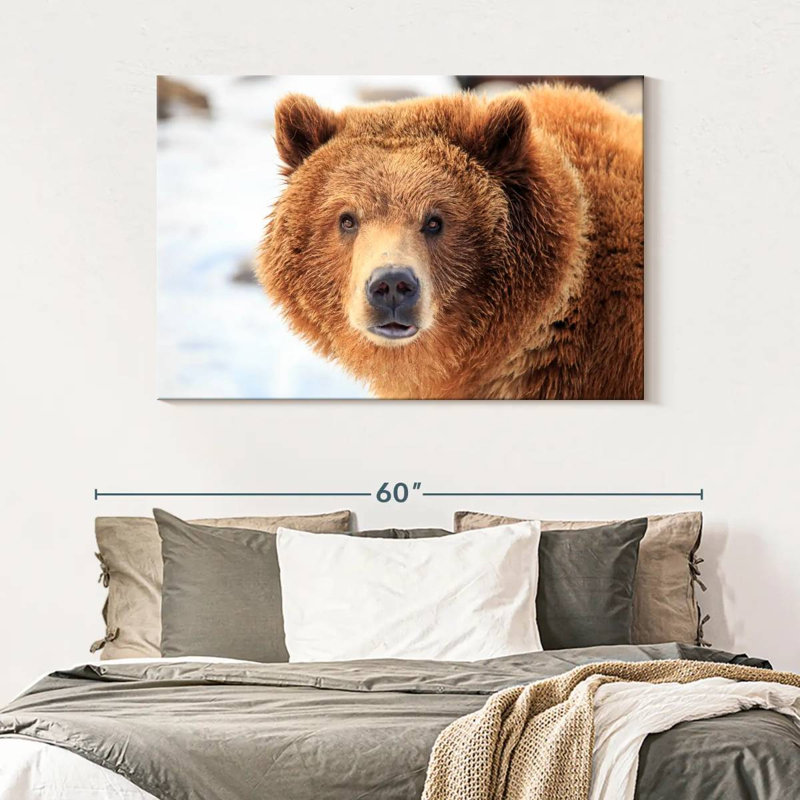 Regard d'ours grizzly, H 32 po x l 48 po