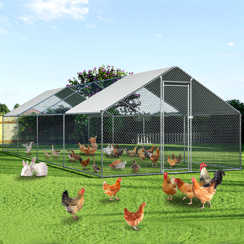 Diethilde Chicken Run