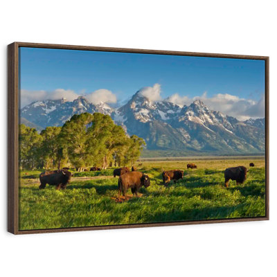Bison de Grand Teton
