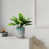 White+Green