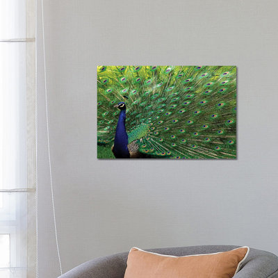" Majestic Peacock " by Brian Wolf
