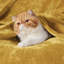 Couvertures douillettes et douillettes pour lit, canapé, canapé, voyage, camping-111074327-111074328