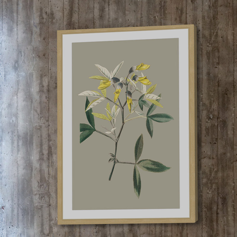 «Botanical Cabinet VI», reproduction encadrée, H 18 po x l 12 po x P 1,5 po